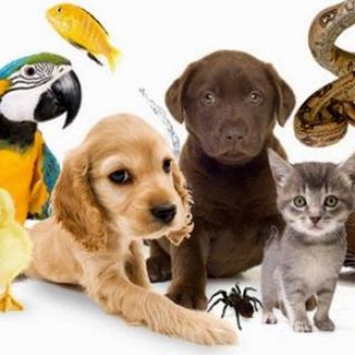 Тварини України 🇺🇦| Pets UA — Телеграм канал